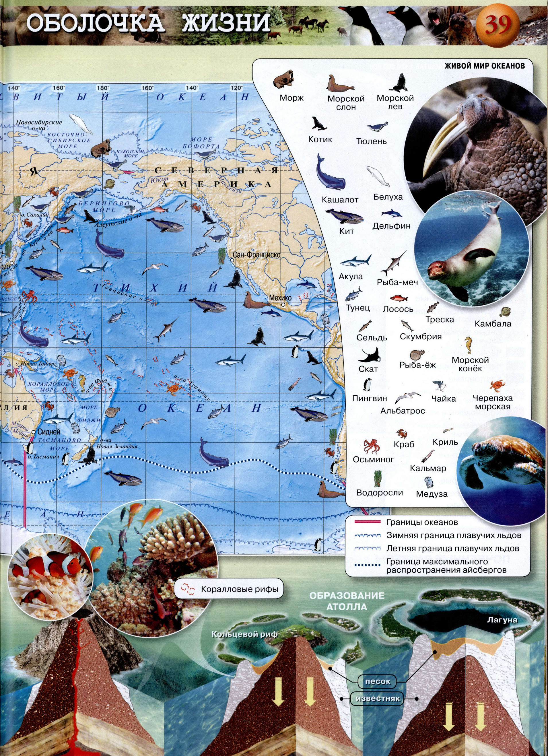 Жизнь в океане - Атлас 5-6 класс география Сферы